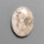 Fossil Coral Cabochon