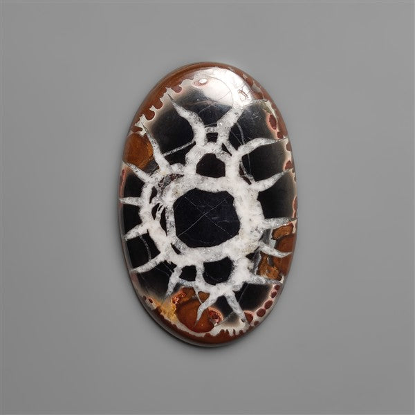 Black Septarian Fossil Cabochon