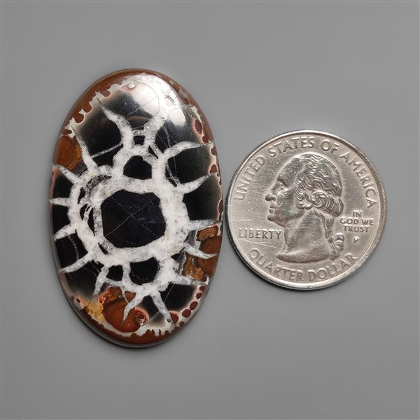 Black Septarian Fossil Cabochon