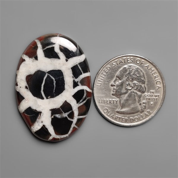 Black Septarian Fossil Cabochon