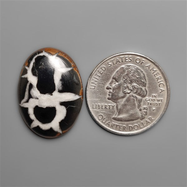 Black Septarian Fossil Cabochon