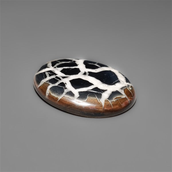 Black Septarian Fossil Cabochon