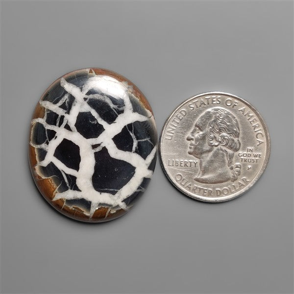 Black Septarian Fossil Cabochon