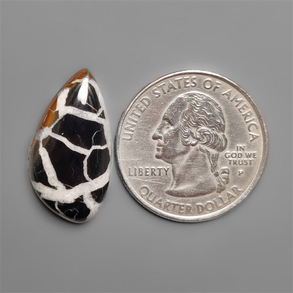 Black Septarian Fossil Cabochon