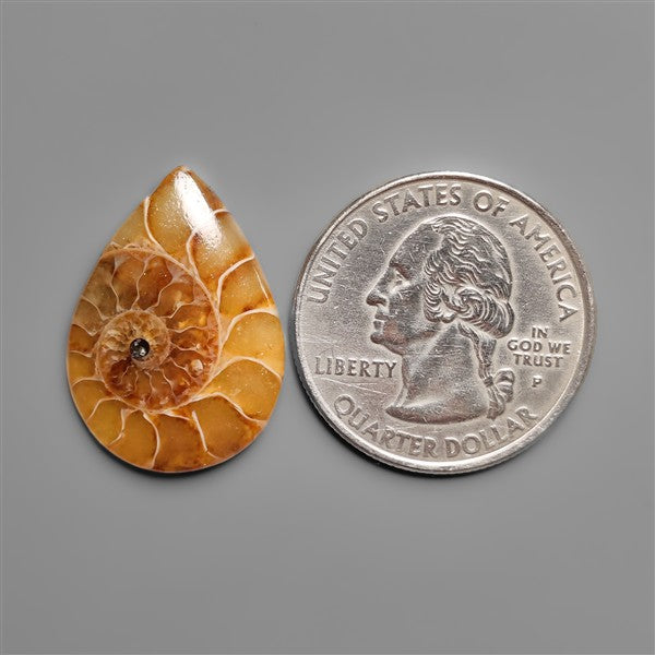 Ammonite Cabochon