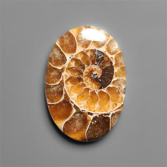 Ammonite Cabochon