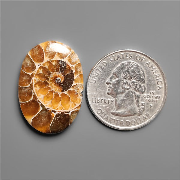 Ammonite Cabochon