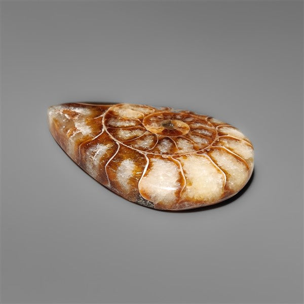 Ammonite Cabochon