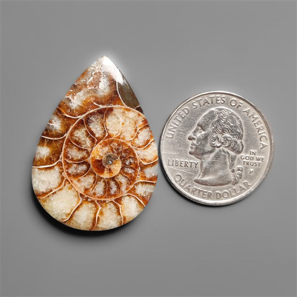 Ammonite Cabochon