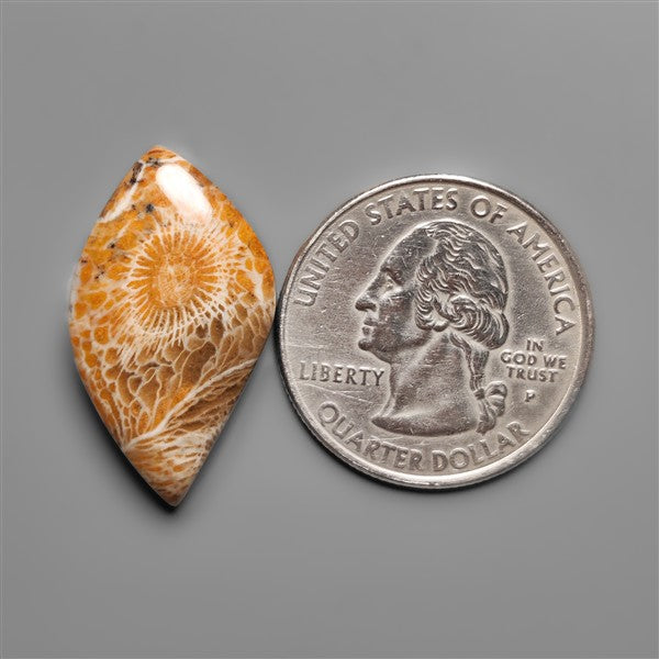 Moroccan Fossi Coral Cabochon