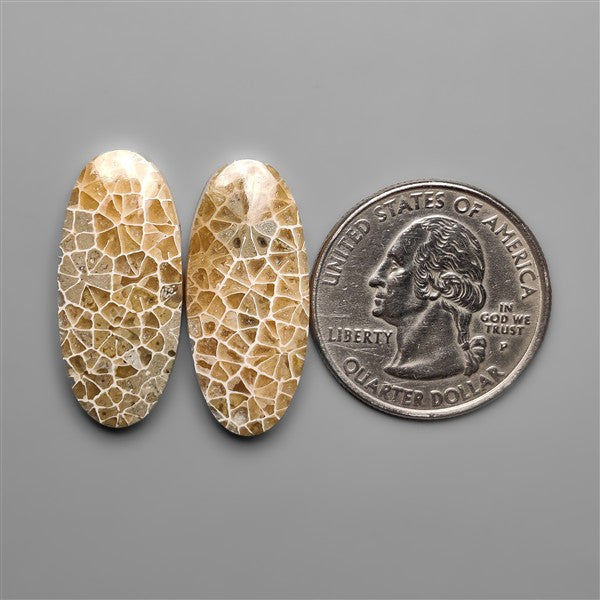 Spiderweb Coral Fossil Pair