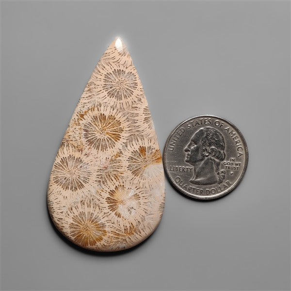 Coral Fossil Cabochon
