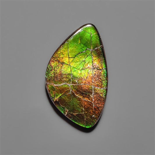 AAA Ammolite