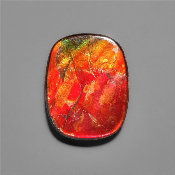 AAA Ammolite