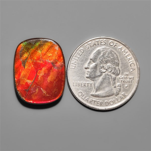 AAA Ammolite
