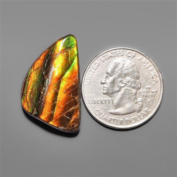 AAA Ammolite