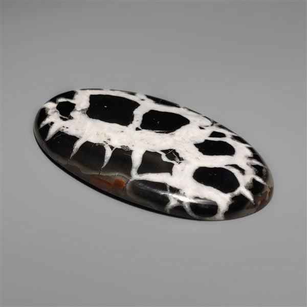 Black Septarian Fossil