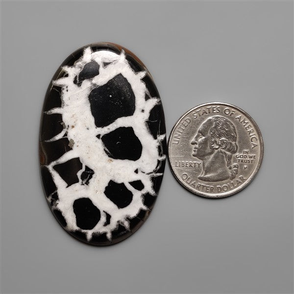 Black Septarian Fossil