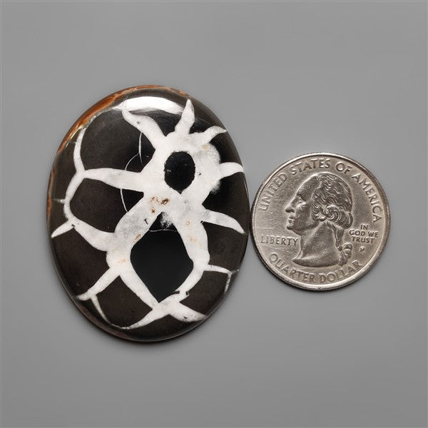 Black Septarian Fossil