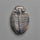 Rare Trilobite Fossil