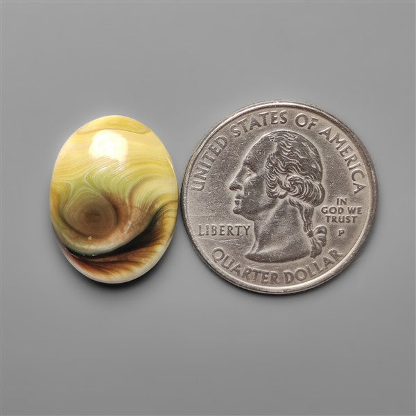 Shiva Eye Shell Cabochon