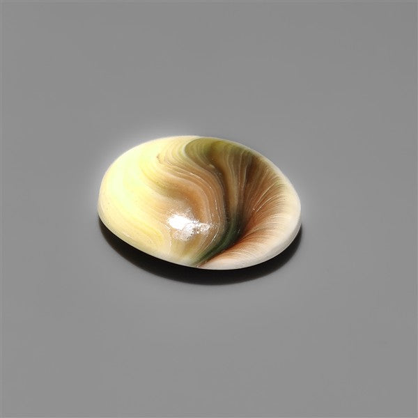 Shiva Eye Shell Cabochon