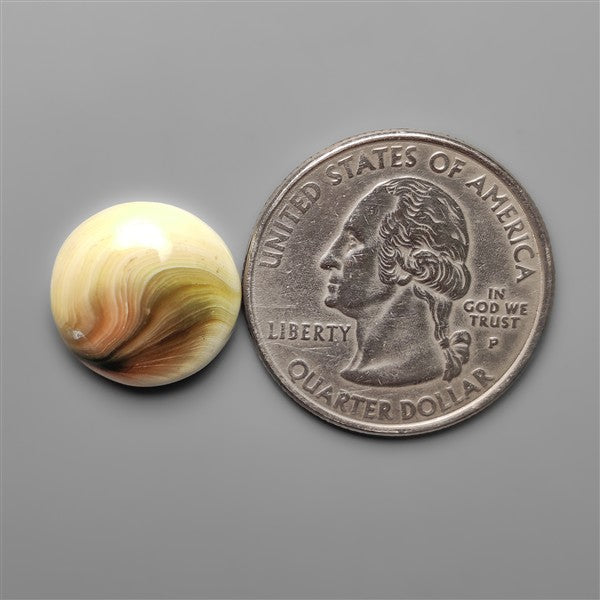 Shiva Eye Shell Cabochon