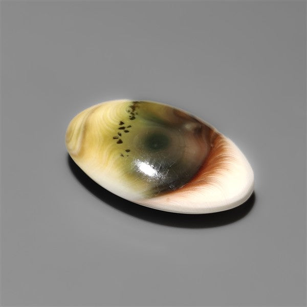 Shiva Eye Shell Cabochon