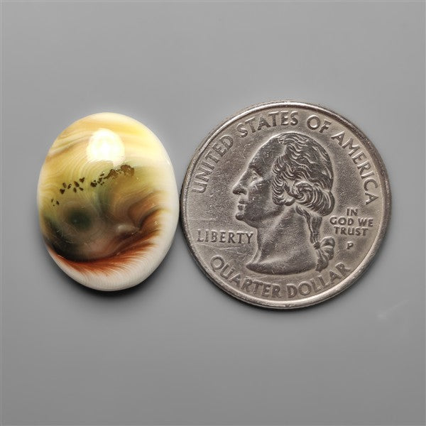 Shiva Eye Shell Cabochon