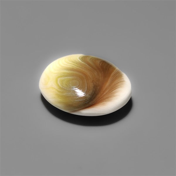 Shiva Eye Shell Cabochon
