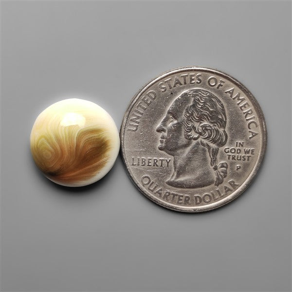 Shiva Eye Shell Cabochon