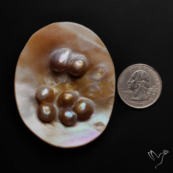 Multi Blisters Pearl Large Specimen