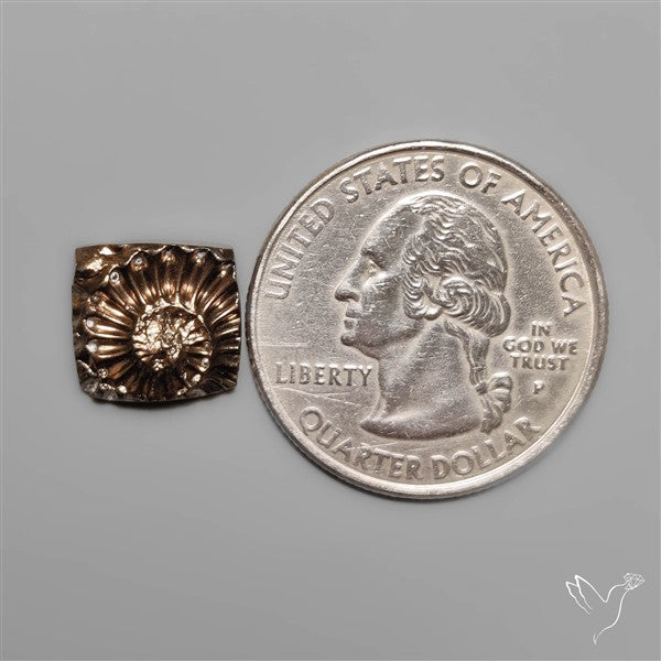 Rare Pyritized Ammonite Fossil Negative