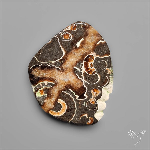 Rare Marston Marble Fossil from England UK