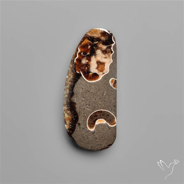 Rare Fossil Marston Marble Raw