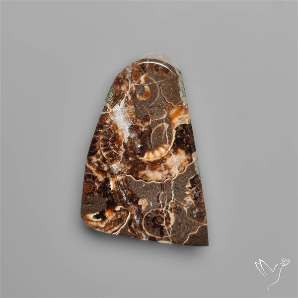 Rare Fossil Marston Marble Raw