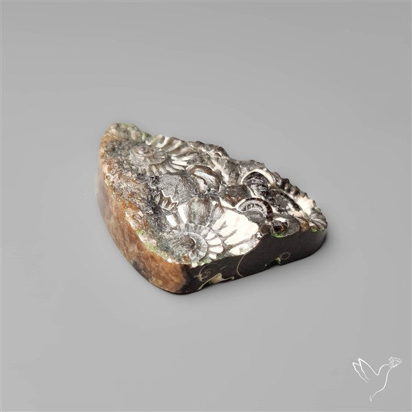 Rare Fossil Marston Marble