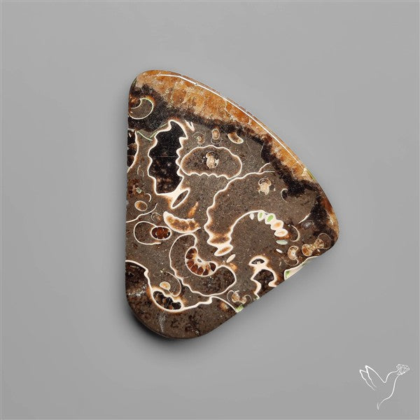 Rare Fossil Marston Marble