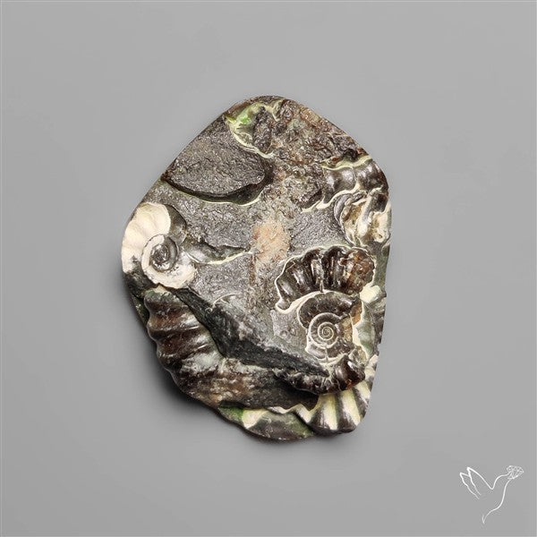 Rare Fossil Marston Marble