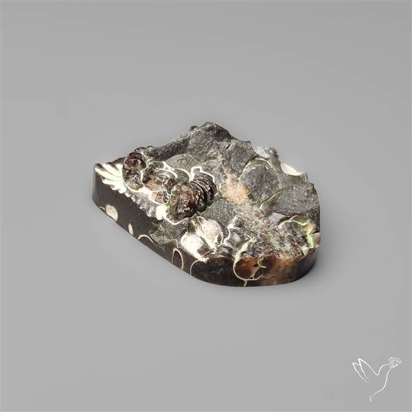 Rare Fossil Marston Marble