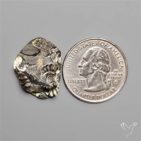 Rare Fossil Marston Marble