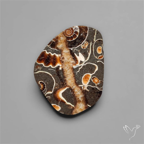 Rare Fossil Marston Marble