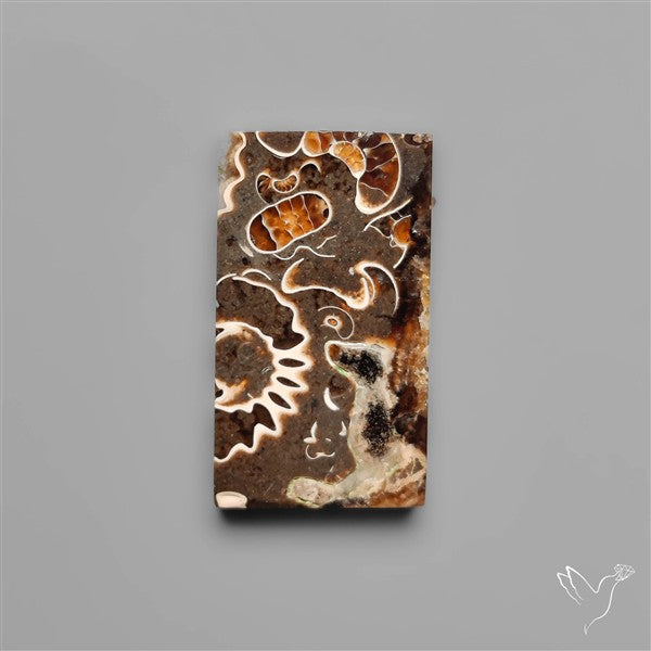 Rare Fossil Marston Marble