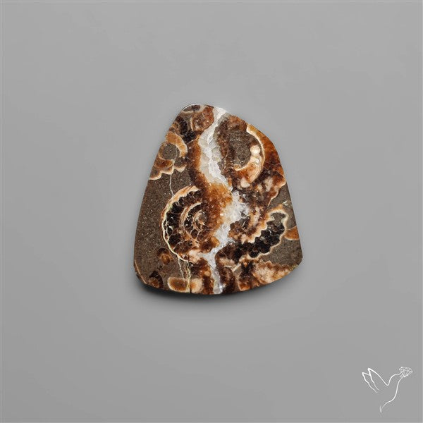 Rare Fossil Marston Marble