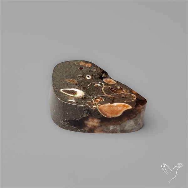 Rare Fossil Jurassic Marston Marble