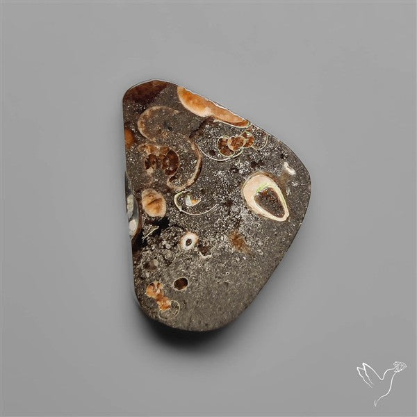 Rare Fossil Jurassic Marston Marble