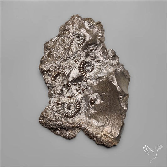 Uber Rare Pyritized Marston Marble Raw Fossil