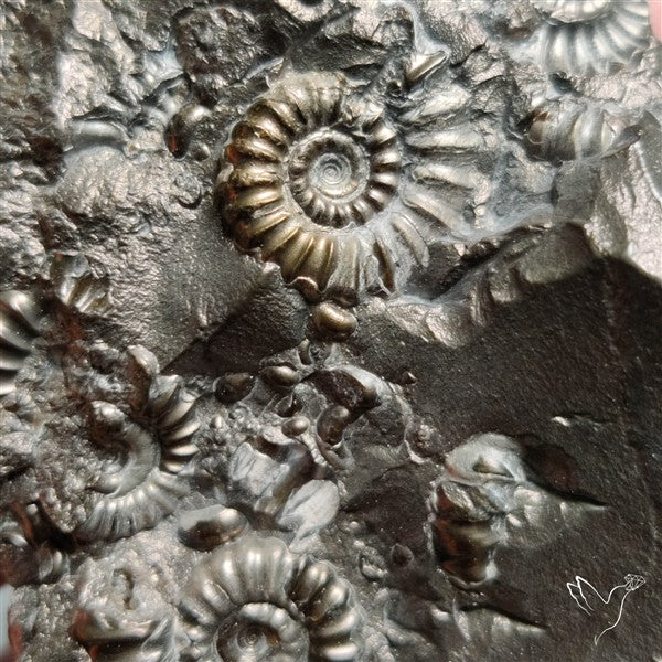 Uber Rare Pyritized Marston Marble Raw Fossil