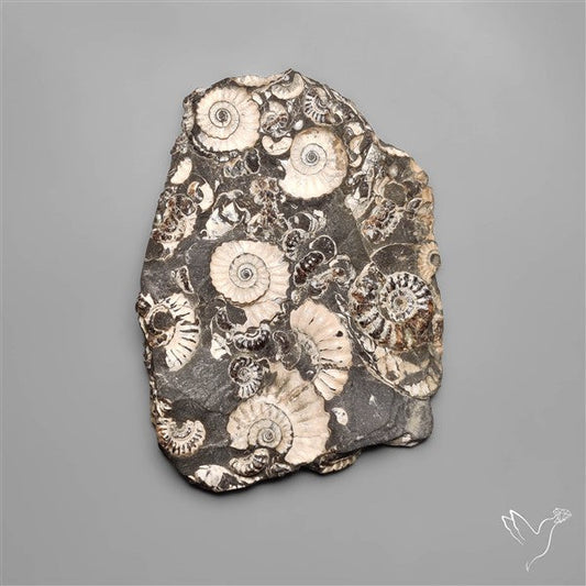 Rare Large Fossil Marston Marble Ammonite Fossil