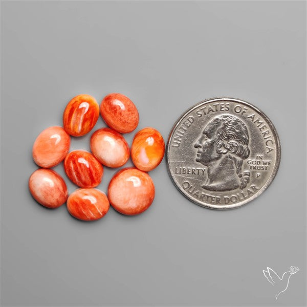 Spiny Oyster Shell Calibrated Cabochons Lot